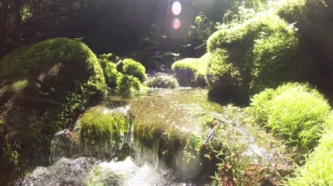 Mountainous River Flows in Channel Covered With Moss Sun Reflections Stock Footage 66564664