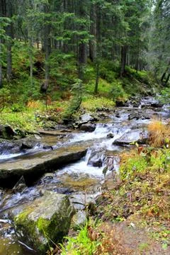Mountainous river in the forest Stock Photos