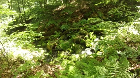 Mountainous Stream Among Freshness Green Ferns and Foliage Stock Footage 66561693