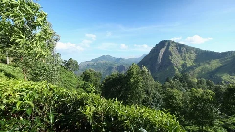 Mountainous Tea Country Stock Footage 122897779