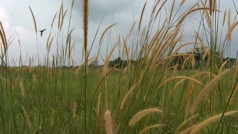 Mountainous weeds Stock Footage 239120228