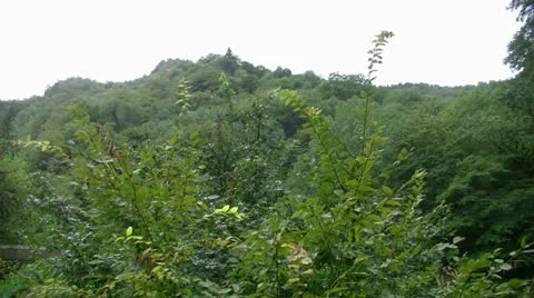 In the mountains of Abkhazia Stock Footage 27119140