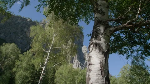 Mountains and birches Stock Footage 167484079