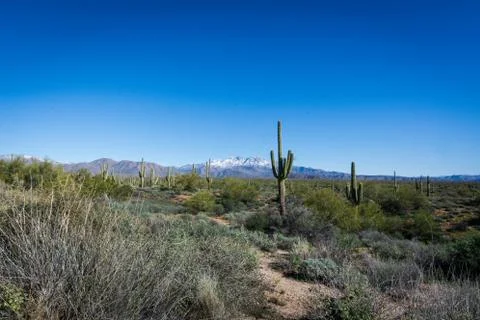 Mountains and Cactus on an Arizona Plane Stock Photos