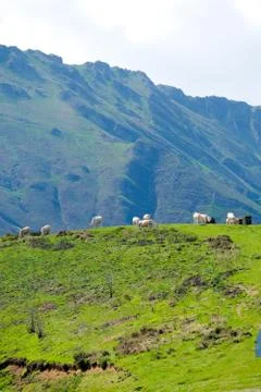 Mountains and cattle Stock Photos
