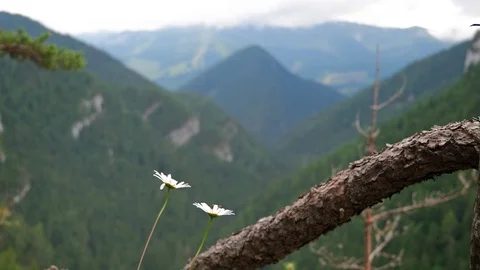 Mountains and flowers 库存影片 91744645