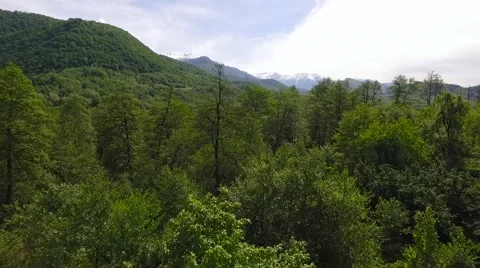 Mountains and the forest bird view Stock Footage 68705716