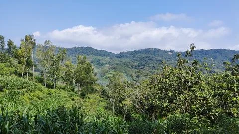 Mountains and Forest Foto stock