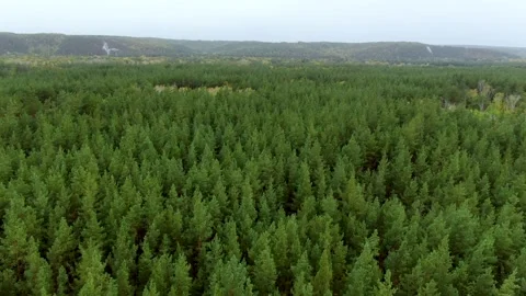 Mountains and forest top view Stock Footage 140138241