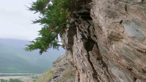 Mountains and juniper Stock Footage 197508468