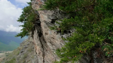 Mountains and juniper Stock Footage 201169509