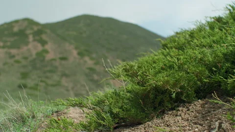 Mountains and juniper Stock Footage 221007047