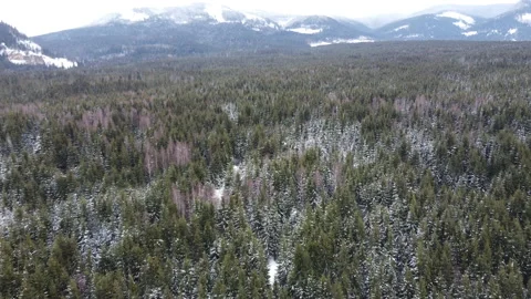 Mountains and pine forest in early February Stock Footage 170315410