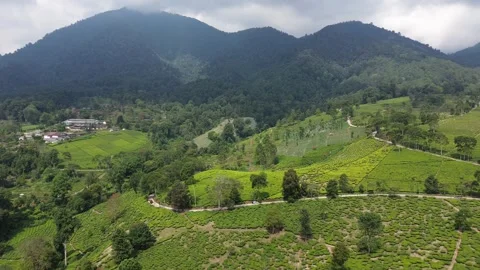 Mountains and tea fields Video stock 299833394