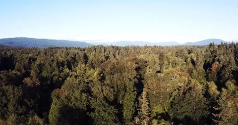 Mountains and Trees Stock Footage 93681987