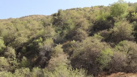 Mountains and trees Stock Footage 249444640