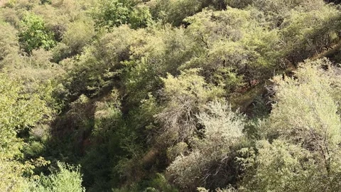 Mountains and trees Stock Footage 249444697