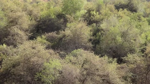 Mountains and trees Stock Footage 249444784