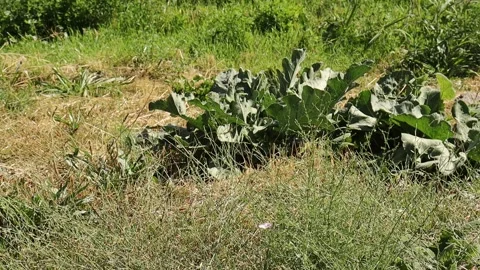 Mountains and trees Stock Footage 249444943