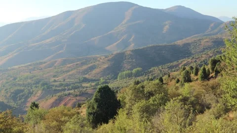 Mountains and trees Stock Footage 249448740