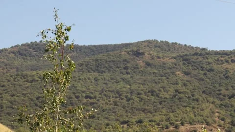 Mountains and trees Stock Footage 249448796