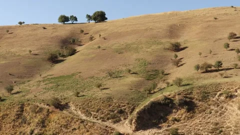 Mountains and trees Stock Footage 249449477