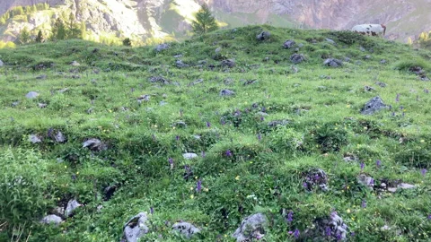 Mountains appearing from a mountain pasture Stock Footage 219249599