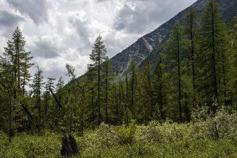 Mountains on the background-Altai Stock Photos