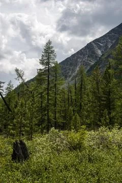 Mountains on the background-Altai Stock Photos