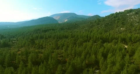 Mountains in the Background, Pine Forest, Aerial View Stock Footage 146123710