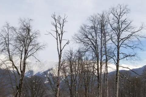 The mountains behind the trees. Stock Photos
