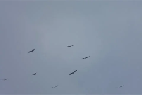 Mountains, Birds, Forest Landscape In Cuenca, Spain Stock Footage 232004232