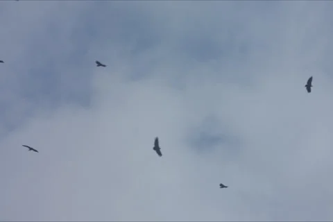 Mountains, Birds, Forest Landscape In Cuenca, Spain Stock Footage 232005128