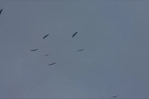 Mountains, Birds, Forest Landscape In Cuenca, Spain Stock Footage 232009697