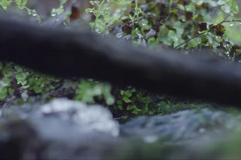 Mountains, Branches, River And Forest Landscape In Cuenca, Spain Stock Footage 231988129