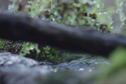 Mountains, Branches, River And Forest Landscape In Cuenca, Spain Stock Footage 231988251