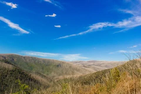 Mountains covered with dead trees, East Warburton, Australia Foto stock