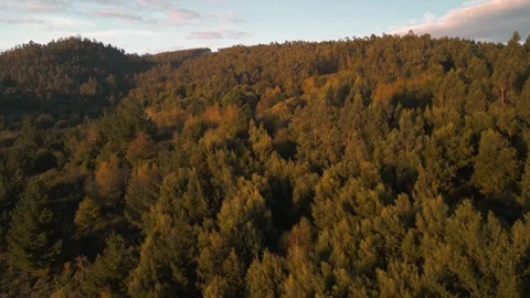 Mountains Covered With Dense Thicket Vídeos de archivo 293683833