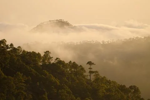 Mountains covered of forest. Foto stock