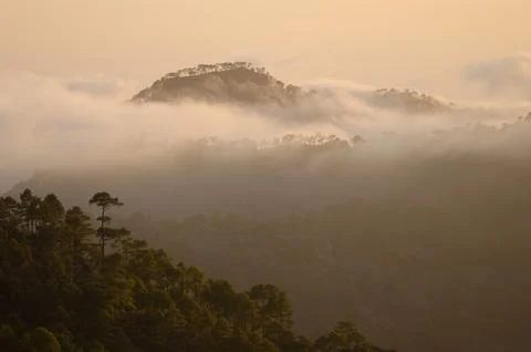 Mountains covered of forest. Stock Photos