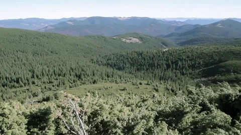 Mountains covered with forests and grass. The Carpathians. Autumn sunny day Video stock 73903172
