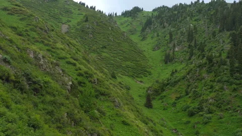 Mountains covered with green forest Stock Footage 287238302