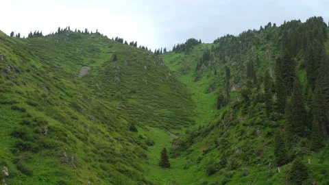Mountains covered with green forest Stock Footage 288876998