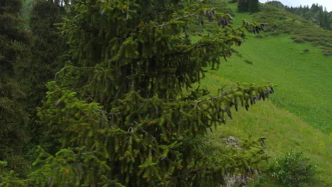 Mountains covered with green forest Video stock 302333158