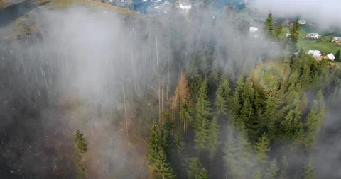 Mountains covered with green forests and spruce with fog Stock Footage 246424968
