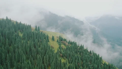 Mountains covered with trees and forest, fog and clouds on the alpine peaks. Stock Footage 219418082
