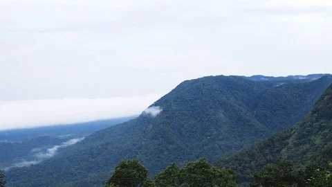Mountains covered with trees and plants, in a  rain forest, Karnataka, India 動画素材 118435892