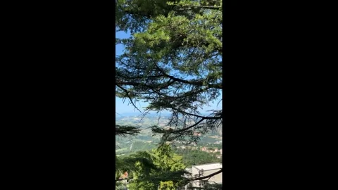 Mountains fir trees Stock Footage 312381523