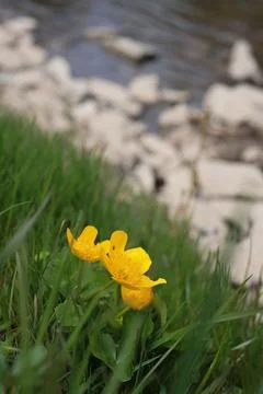 Mountains flower1 Stock Photos