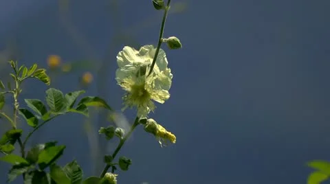 Mountains Stock Footage 11691457